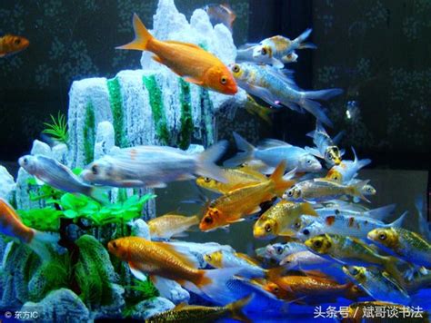 金魚養幾條|養魚：養金魚的數量不同，代表風水也不同！